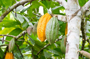 cocoa fruit in the tree