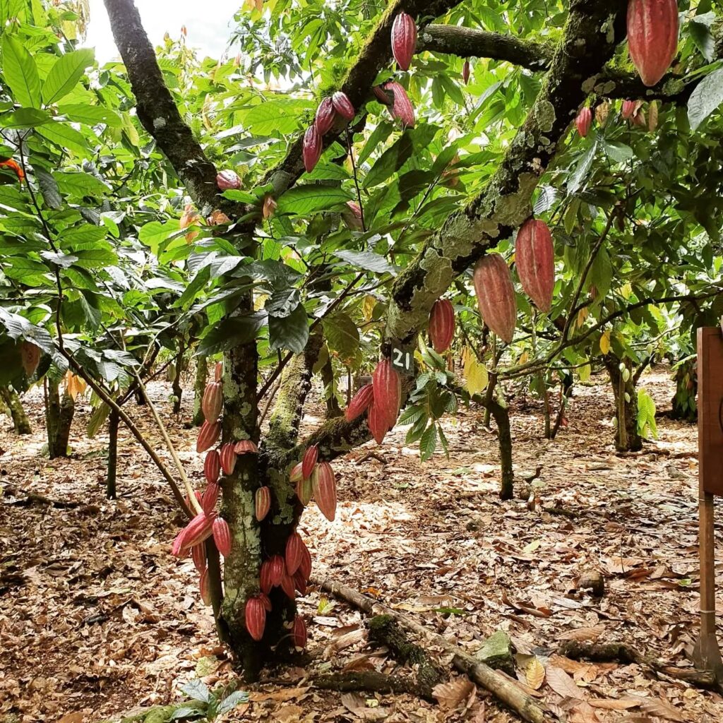 Kakaotrær på plantasjen til Rizek Cacao